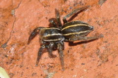 Phlegra bresnieri