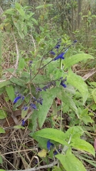 Salvia scutellarioides