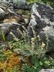 Artemisia lagocephala