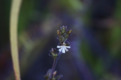Scaevola beckii