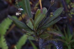Scaevola beckii