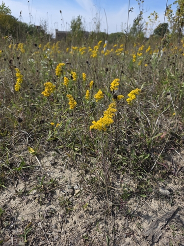 Gray goldenrod (Solidago nemoralis)
