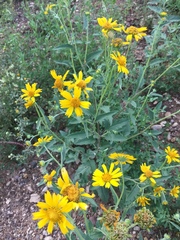 Verbesina encelioides