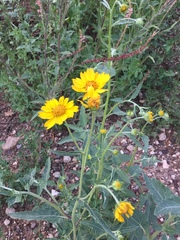 Verbesina encelioides