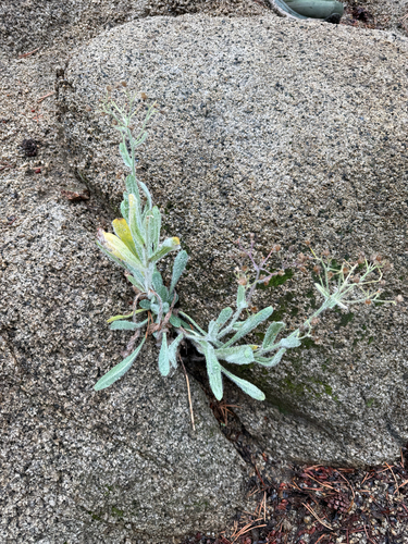 Prickly Hawkweed (Hieracium horridum)