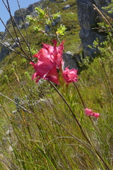 Gladiolus crispulatus