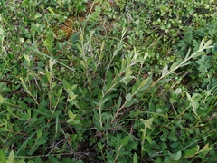 Salix fuscescens