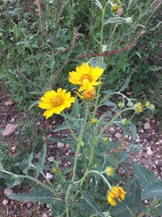Verbesina encelioides
