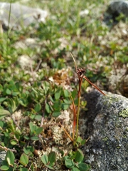 Luzula multiflora sibirica