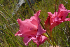 Gladiolus crispulatus