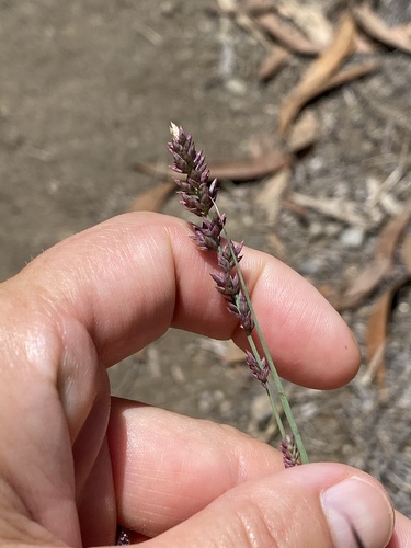 Eragrostis elongata observed 2025-09-21