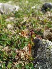 Luzula multiflora sibirica