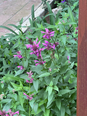 Agastache mexicana, photograph (c) TonyT, some rights reserved (CC BY)