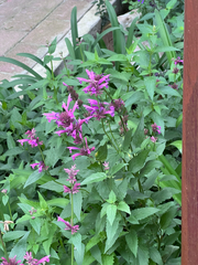 Agastache mexicana, photograph (c) TonyT, some rights reserved (CC BY)
