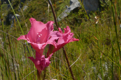 Gladiolus crispulatus