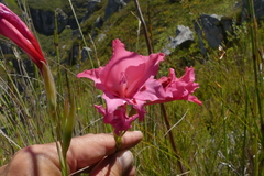 Gladiolus crispulatus