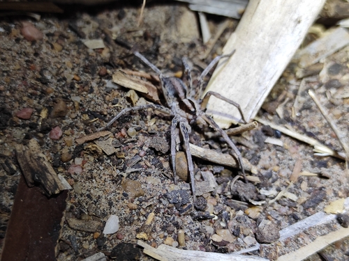 Xenoctenus kaatinga