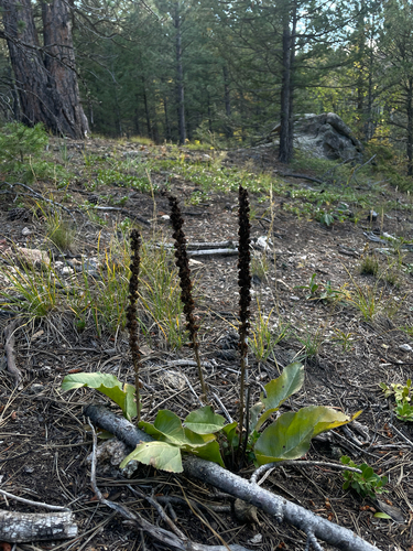 White River coraldrops (Veronica plantaginea)