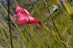 Gladiolus crispulatus