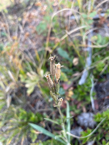 Drummond's Campion (Silene drummondii)