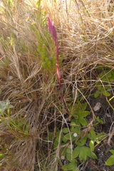 Disa schizodioides