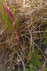 Disa schizodioides