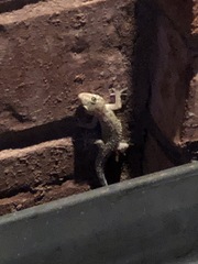 Hemidactylus turcicus