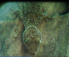Gekko albomaculatus