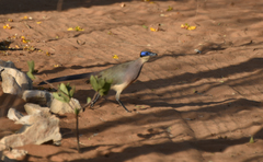 Coua ruficeps olivaceiceps
