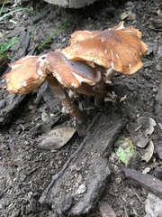 Armillaria mellea