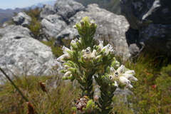 Erica ocellata