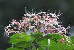 Clerodendrum trichotomum