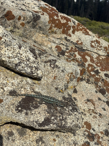 iNaturalist observation photo of Western Fence Lizard