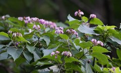 Clerodendrum trichotomum