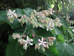 Clerodendrum trichotomum