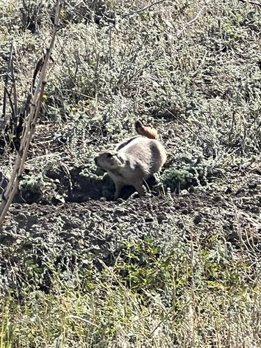 iNaturalist observation 2025-09-21