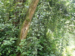 Thunbergia dregeana