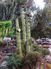Trichocereus