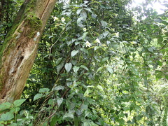 Thunbergia dregeana