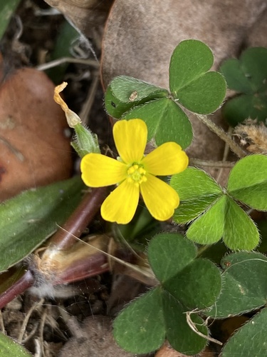 Oxalis corniculata observed 2025-09-21