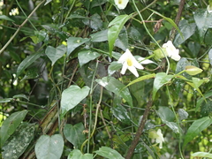 Thunbergia dregeana