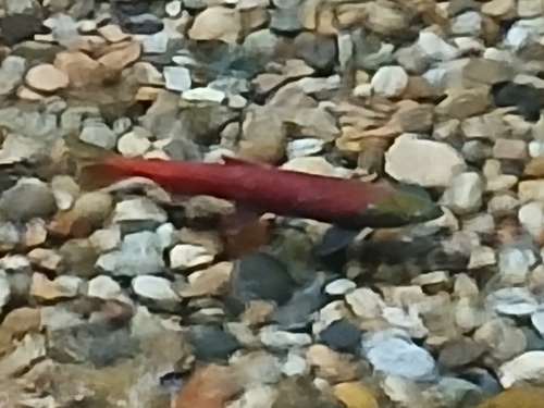 Sockeye Salmon
