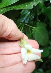 Thunbergia dregeana