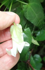 Thunbergia dregeana