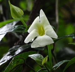 Thunbergia dregeana