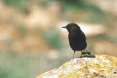 Oenanthe leucura