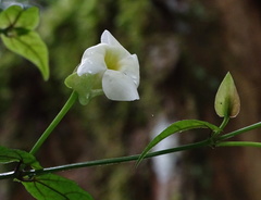Thunbergia dregeana