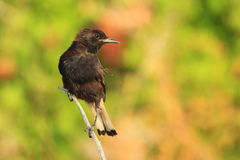 Oenanthe leucura