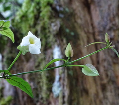 Thunbergia dregeana
