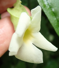 Thunbergia dregeana
